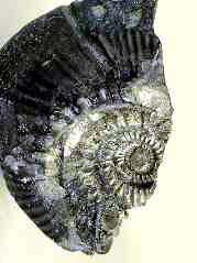 Saligram stone -- fossilized ammonite